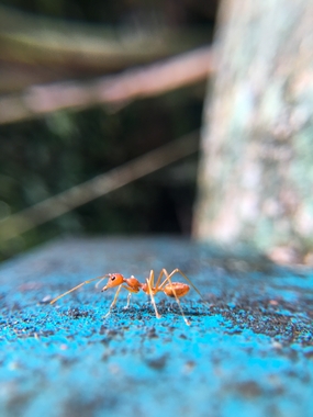 织布蚁自然图片